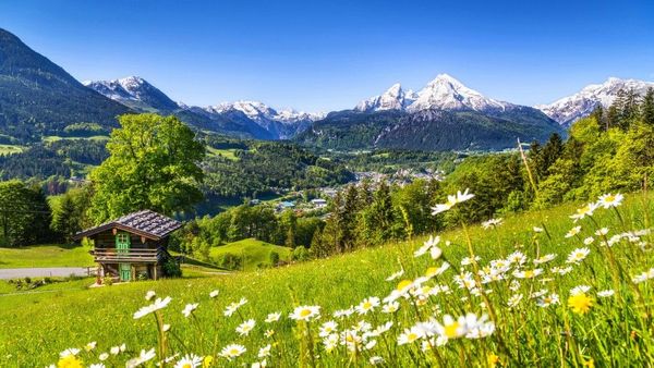 Meadow in spring